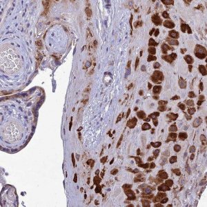 Anti-ADIPOR2 antibody produced in rabbit 