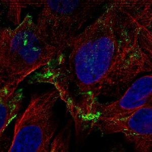Anti-ADORA1 antibody produced in rabbit 