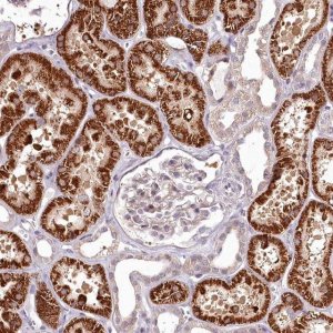 Anti-ADRA1D antibody produced in rabbit 