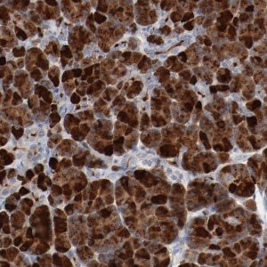 Anti-ADRB2 antibody produced in rabbit 