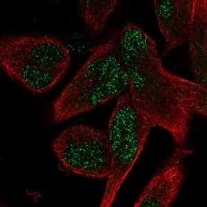 Anti-AEBP2 antibody produced in rabbit 