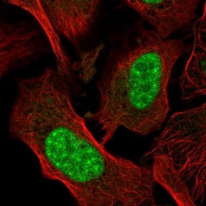 Anti-AES antibody produced in rabbit 