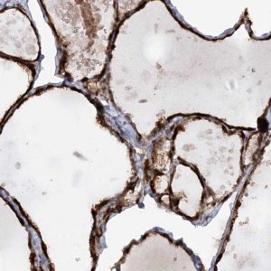 Anti-AFAP1L2 antibody produced in rabbit 