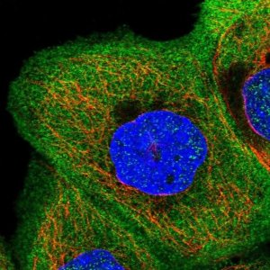 Anti-AFAP1L2 antibody produced in rabbit 