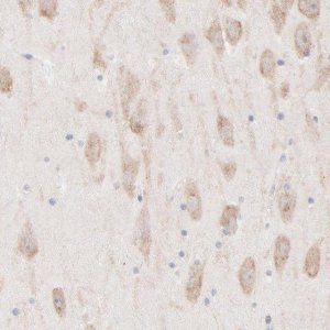 Anti-AFF2 antibody produced in rabbit 