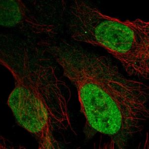 Anti-AFF3 antibody produced in rabbit 