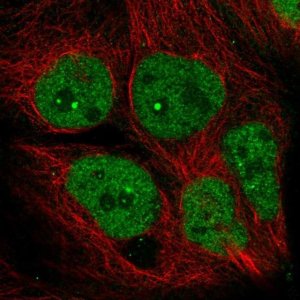 Anti-AFF4 antibody produced in rabbit HPA029634-100UL