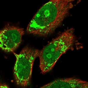 Anti-AGAP2 antibody produced in rabbit 