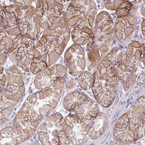 Anti-AGAP4 antibody produced in rabbit 