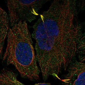 Anti-AGBL5 antibody produced in rabbit 