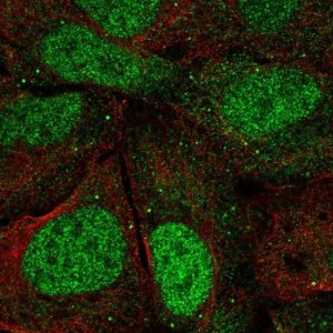 Anti-AGO3 antibody produced in rabbit 