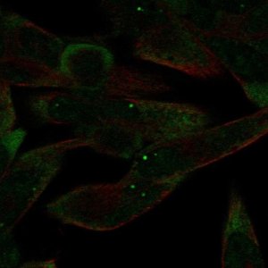 Anti-AGO4 antibody produced in rabbit 