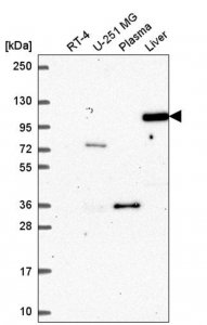 Anti-AGO4 antibody produced in rabbit 