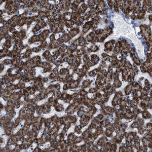 Anti-ALDH1B1 antibody produced in rabbit 