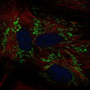 Anti-ALDH1L2 antibody produced in rabbit 