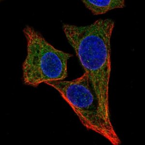 Anti-ALG1 antibody produced in rabbit 