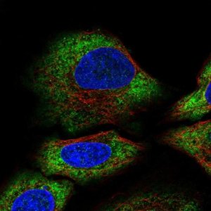Anti-ALG10 antibody produced in rabbit 