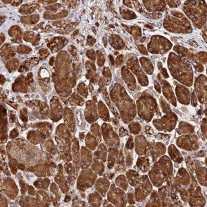 Anti-ALG11 antibody produced in rabbit 
