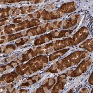 Anti-ALG13 antibody produced in rabbit 