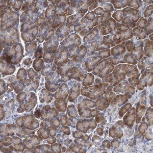 Anti-ALG2 antibody produced in rabbit HPA041601-100UL