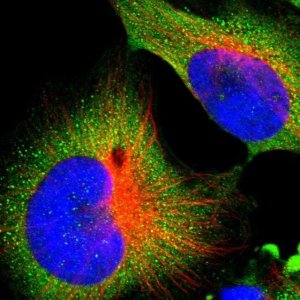 Anti-ALG5 antibody produced in rabbit HPA007989-100UL