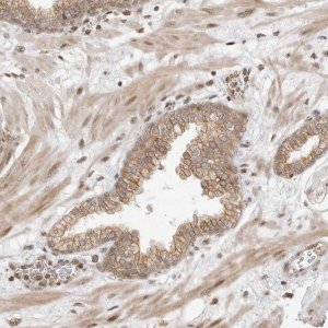 Anti-ALKAL1 antibody produced in rabbit 