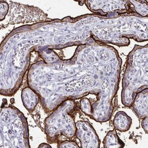 Anti-ALPI antibody produced in rabbit 