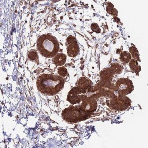 Anti-ALS2CL antibody produced in rabbit 