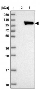Anti-ALS2CL antibody produced in rabbit 
