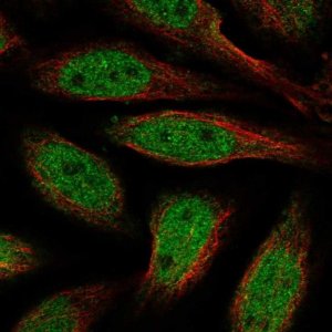 Anti-ALX4 antibody produced in rabbit 