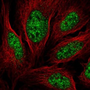Anti-ALYREF antibody produced in rabbit HPA061282-100UL
