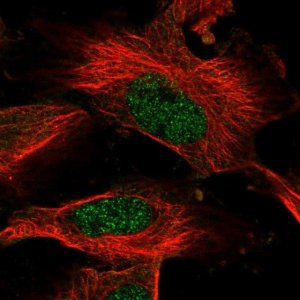 Anti-AMD1 antibody produced in rabbit 