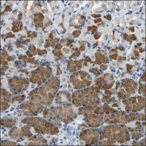 Anti-AMELX antibody produced in rabbit HPA005988-100UL