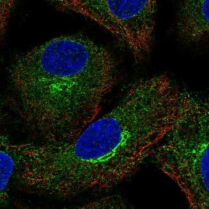 Anti-AMFR antibody produced in rabbit 