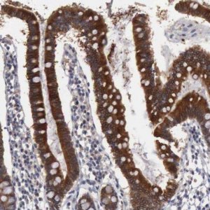 Anti-AMN antibody produced in rabbit 