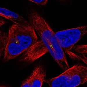 Anti-AMN1 antibody produced in rabbit 