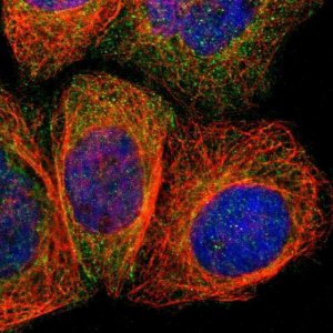 Anti-AMOTL1 antibody produced in rabbit 