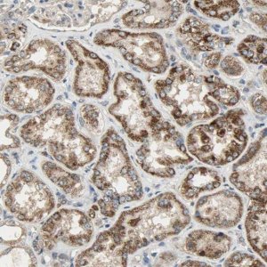 Anti-AMT antibody produced in rabbit 