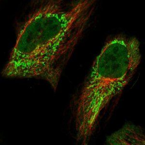 Anti-AMT antibody produced in rabbit 