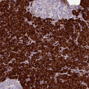 Anti-AMY1A antibody produced in rabbit 