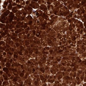 Anti-AMY1A antibody produced in rabbit 