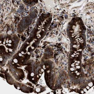 Anti-AMZ1 antibody produced in rabbit 