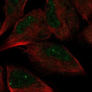 Anti-AMZ2 antibody produced in rabbit 