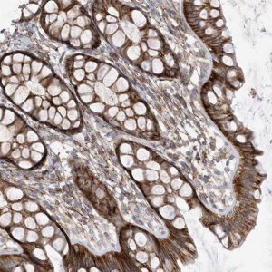Anti-ANAPC1 antibody produced in rabbit 