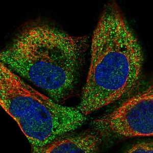 Anti-ANAPC16 antibody produced in rabbit 