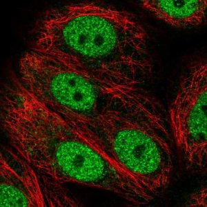 Anti-ANAPC2 antibody produced in rabbit 