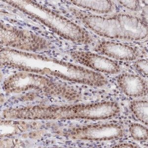 Anti-ANAPC4 antibody produced in rabbit 