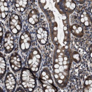 Anti-ANGPT1 antibody produced in rabbit 
