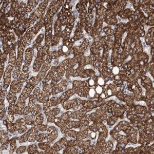 Anti-ANGPTL3 antibody produced in rabbit 