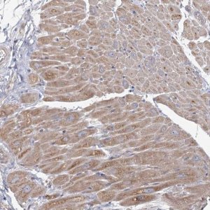 Anti-ANGPTL5 antibody produced in rabbit 